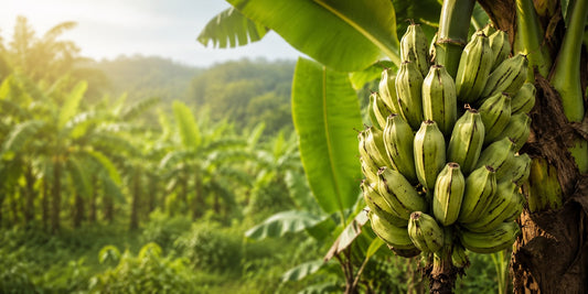Bhim bananas growing in a lush banana plantation in Northeast India